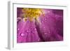 Cosmos Flower, with Raindrops, Dew Drops-Gordon Semmens-Framed Photographic Print