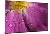 Cosmos Flower, with Raindrops, Dew Drops-Gordon Semmens-Mounted Photographic Print