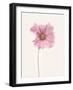 Cosmos flower-Lotte Gronkjar-Framed Photographic Print