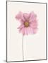 Cosmos flower-Lotte Gronkjar-Mounted Photographic Print
