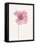 Cosmos flower-Lotte Gronkjar-Framed Stretched Canvas