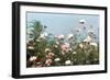 Cosmos Flowers at Beetlebung Corner, Martha's Vineyard, Massachusetts 1960S-Alfred Eisenstaedt-Framed Photographic Print