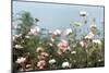 Cosmos Flowers at Beetlebung Corner, Martha's Vineyard, Massachusetts 1960S-Alfred Eisenstaedt-Mounted Photographic Print