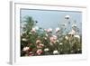 Cosmos Flowers at Beetlebung Corner, Martha's Vineyard, Massachusetts 1960S-Alfred Eisenstaedt-Framed Photographic Print