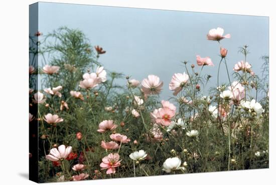 Cosmos Flowers at Beetlebung Corner, Martha's Vineyard, Massachusetts 1960S-Alfred Eisenstaedt-Stretched Canvas