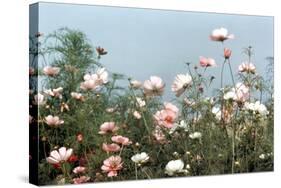 Cosmos Flowers at Beetlebung Corner, Martha's Vineyard, Massachusetts 1960S-Alfred Eisenstaedt-Stretched Canvas