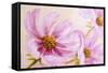 Cosmos-Flowers. Oil Painting-Valenty-Framed Stretched Canvas