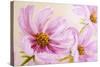 Cosmos-Flowers. Oil Painting-Valenty-Stretched Canvas