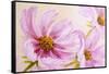 Cosmos-Flowers. Oil Painting-Valenty-Framed Stretched Canvas