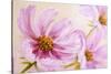 Cosmos-Flowers. Oil Painting-Valenty-Stretched Canvas
