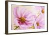 Cosmos-Flowers. Oil Painting-Valenty-Framed Art Print