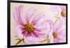 Cosmos-Flowers. Oil Painting-Valenty-Framed Art Print