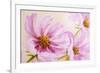 Cosmos-Flowers. Oil Painting-Valenty-Framed Art Print