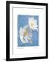 Cosmos on Blue II-Amy Melious-Framed Art Print