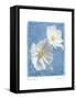 Cosmos on Blue II-Amy Melious-Framed Stretched Canvas