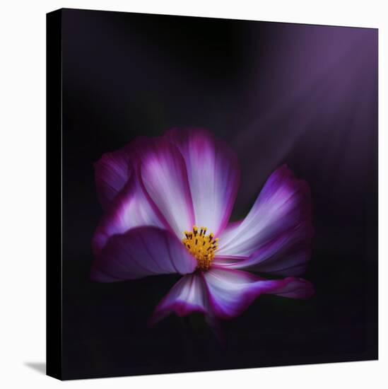 Cosmos Parade-Philippe Sainte-Laudy-Stretched Canvas