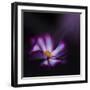 Cosmos Parade-Philippe Sainte-Laudy-Framed Photographic Print