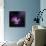 Cosmos Parade-Philippe Sainte-Laudy-Photographic Print displayed on a wall