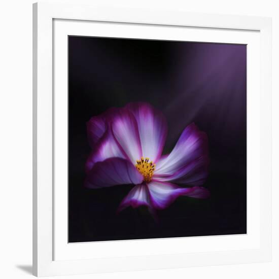 Cosmos Parade-Philippe Sainte-Laudy-Framed Photographic Print