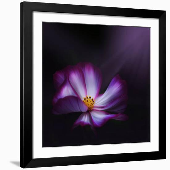 Cosmos Parade-Philippe Sainte-Laudy-Framed Photographic Print