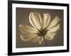 Cosmos Reflect-Assaf Frank-Framed Giclee Print