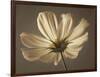 Cosmos Reflect-Assaf Frank-Framed Giclee Print