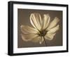 Cosmos Reflect-Assaf Frank-Framed Giclee Print