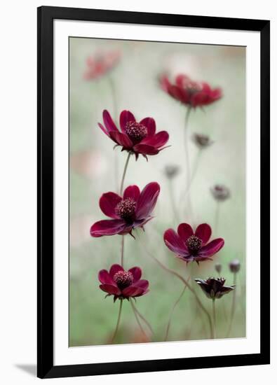 Cosmos Sway-null-Framed Premium Giclee Print
