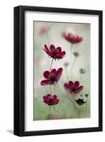 Cosmos Sway-null-Framed Art Print