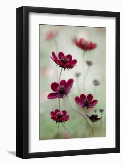 Cosmos Sway-null-Framed Art Print