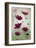 Cosmos Sway-null-Framed Art Print