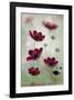 Cosmos Sway-null-Framed Art Print