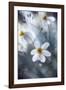 Cosmos-Mandy Disher-Framed Giclee Print