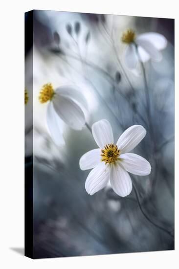 Cosmos-Mandy Disher-Stretched Canvas