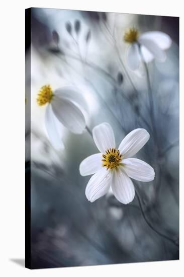 Cosmos-Mandy Disher-Stretched Canvas