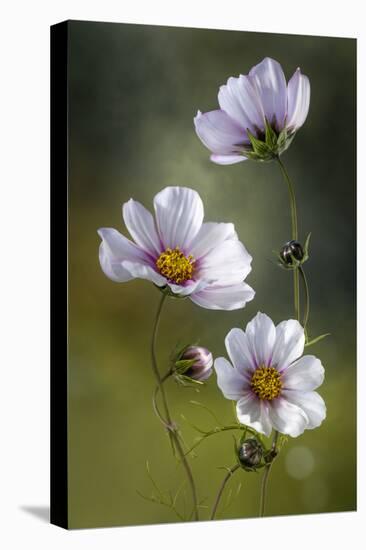 Cosmos-Mandy Disher-Stretched Canvas