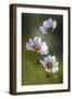 Cosmos-Mandy Disher-Framed Photographic Print