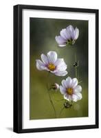 Cosmos-Mandy Disher-Framed Photographic Print