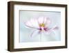 Cosmos-Mandy Disher-Framed Photographic Print