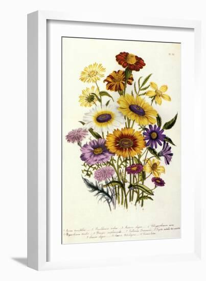 Cosmos-null-Framed Giclee Print