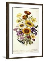 Cosmos-null-Framed Giclee Print