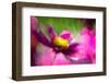 Cosmos-Ursula Abresch-Framed Photographic Print