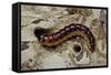 Cossus Cossus (Goat Moth, Carpenter Moth) - Caterpillar-Paul Starosta-Framed Stretched Canvas