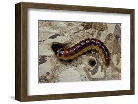 Cossus Cossus (Goat Moth, Carpenter Moth) - Caterpillar-Paul Starosta-Framed Photographic Print