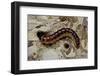 Cossus Cossus (Goat Moth, Carpenter Moth) - Caterpillar-Paul Starosta-Framed Photographic Print