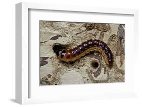 Cossus Cossus (Goat Moth, Carpenter Moth) - Caterpillar-Paul Starosta-Framed Photographic Print
