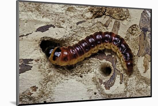 Cossus Cossus (Goat Moth, Carpenter Moth) - Caterpillar-Paul Starosta-Mounted Photographic Print