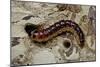 Cossus Cossus (Goat Moth, Carpenter Moth) - Caterpillar-Paul Starosta-Mounted Photographic Print