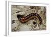 Cossus Cossus (Goat Moth, Carpenter Moth) - Caterpillar-Paul Starosta-Framed Photographic Print