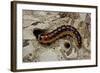 Cossus Cossus (Goat Moth, Carpenter Moth) - Caterpillar-Paul Starosta-Framed Photographic Print